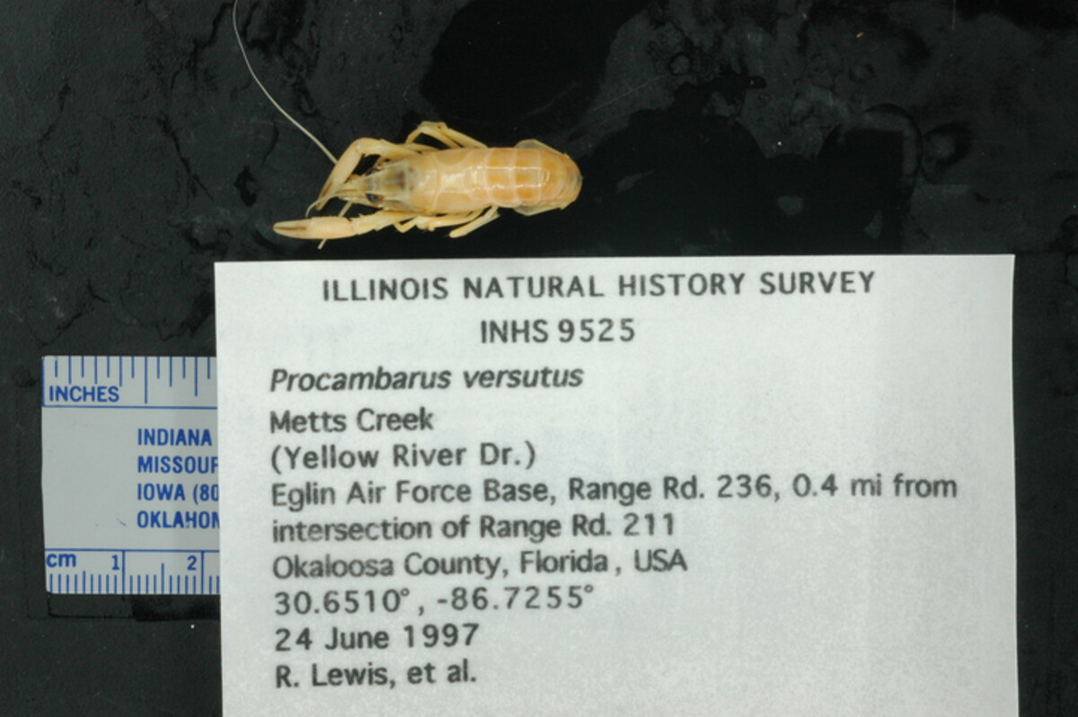 Procambarus versutus image